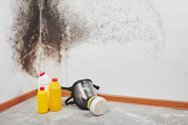 Best Office Mold Removal Services  in Cambria, IL