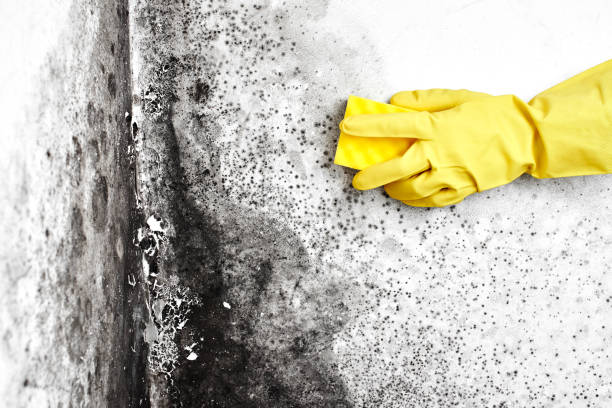 Best Black Mold Removal  in Cambria, IL