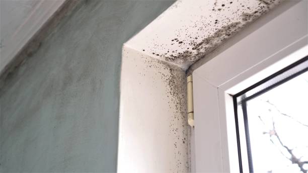Best Mold Testing  in Cambria, IL