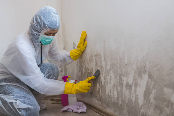 Best Mold Testing  in Cambria, IL
