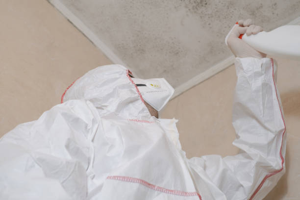Best Attic Mold Removal  in Cambria, IL