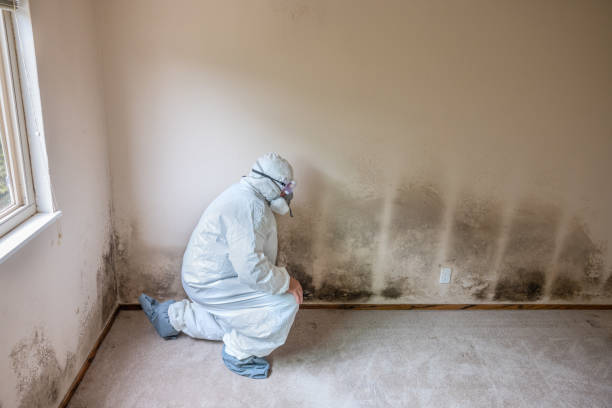 Mold Removal and Inspection in Cambria, IL