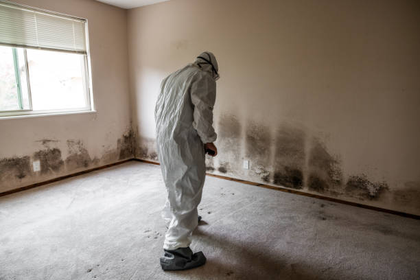 Best Crawl Space Mold Removal  in Cambria, IL