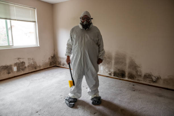 Best Certified Mold Removal  in Cambria, IL