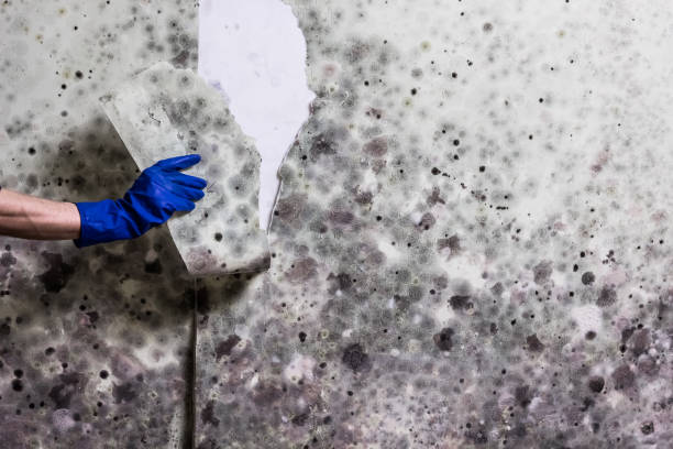 Best Same-Day Mold Removal  in Cambria, IL