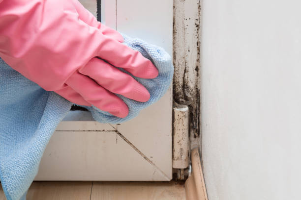 Best Office Mold Removal Services  in Cambria, IL